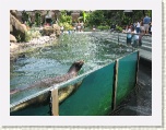 Sea Lion Central Park Zoo * 2592 x 1944 * (1.95MB)